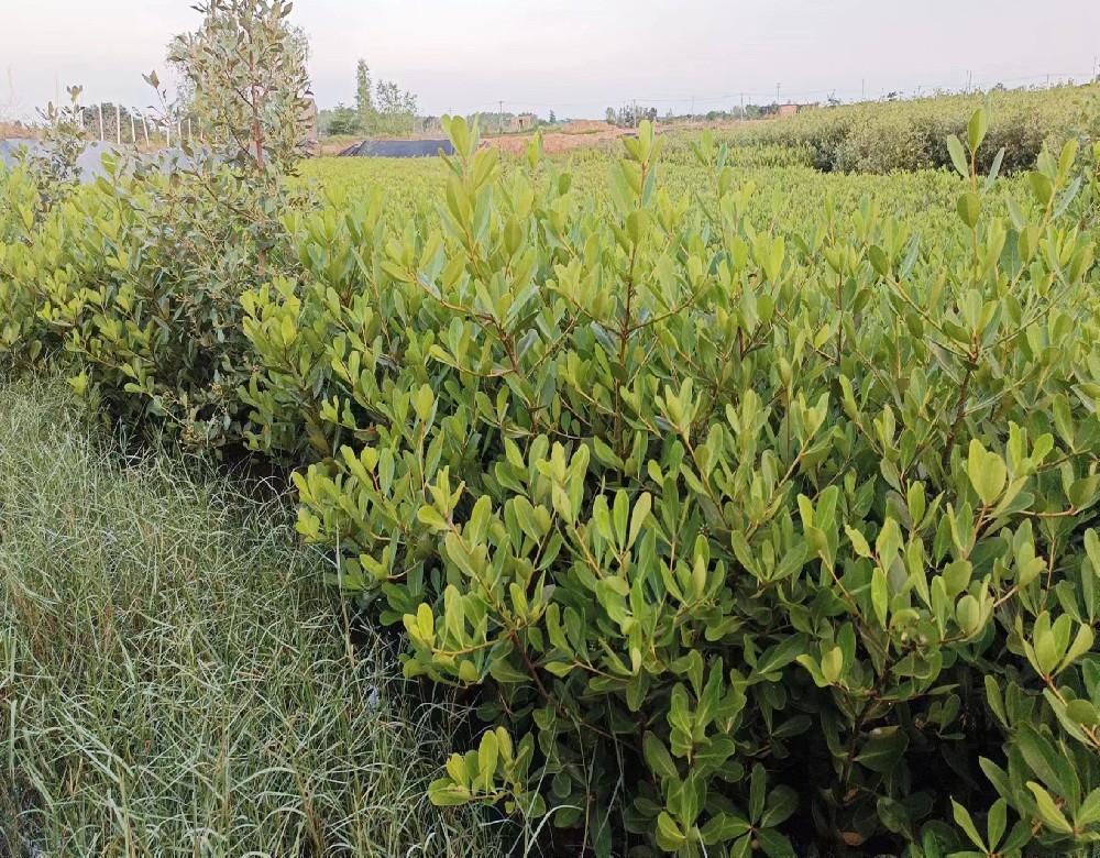 產(chǎn)品展示五